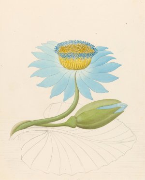 Nymphaea coerulea (Nymphaea nouchali) by Clemenz Heinrich Wehdemann Oil Painting