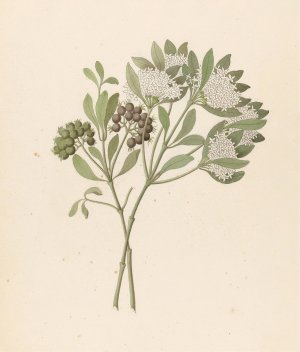 Pavetta caffra (Pavetta lanceolata) by Clemenz Heinrich Wehdemann Oil Painting