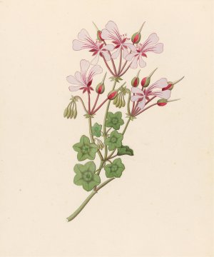 Pelargonium peltatum by Clemenz Heinrich Wehdemann Oil Painting
