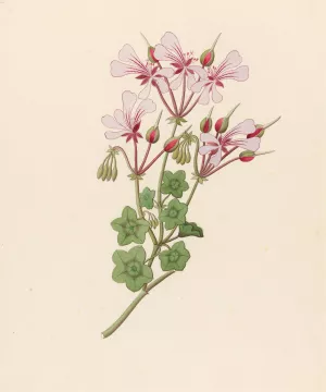 Pelargonium peltatum by Clemenz Heinrich Wehdemann Oil Painting