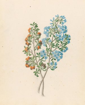 Pentand. mono. (Ehretia rigida) Oil painting by Clemenz Heinrich Wehdemann