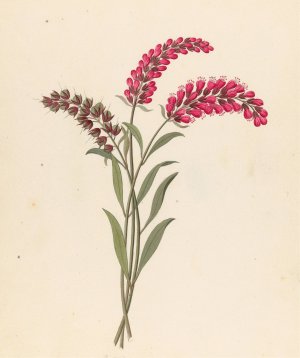 Pentand. Monog. (Lysimachia nutans) by Clemenz Heinrich Wehdemann Oil Painting