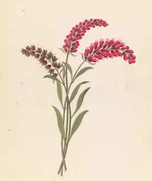 Pentand. Monog. (Lysimachia nutans) by Clemenz Heinrich Wehdemann Oil Painting