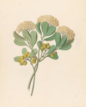 Pentandria Mon. (Pittosporum viridiflorum) by Clemenz Heinrich Wehdemann Oil Painting