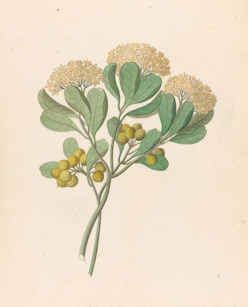 Main Product Photo of Pentandria Mon. (Pittosporum viridiflorum)  Painting by Clemenz Heinrich Wehdemann