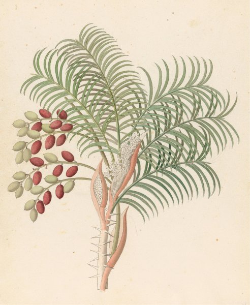 Main Product Photo of Phoenix (Phoenix reclinata)  Painting by Clemenz Heinrich Wehdemann