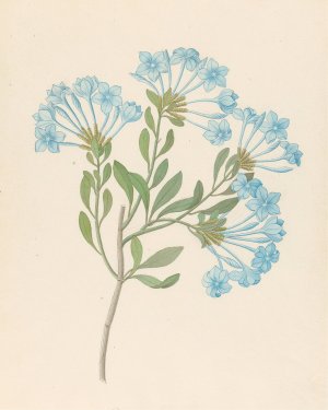 Plombago capensis (Plumbago auriculata) by Clemenz Heinrich Wehdemann Oil Painting