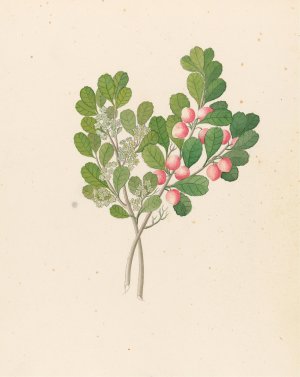 Rhamnus (Cassine aethiopica by Clemenz Heinrich Wehdemann Oil Painting
