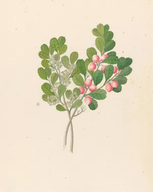 Rhamnus (Cassine aethiopica by Clemenz Heinrich Wehdemann Oil Painting