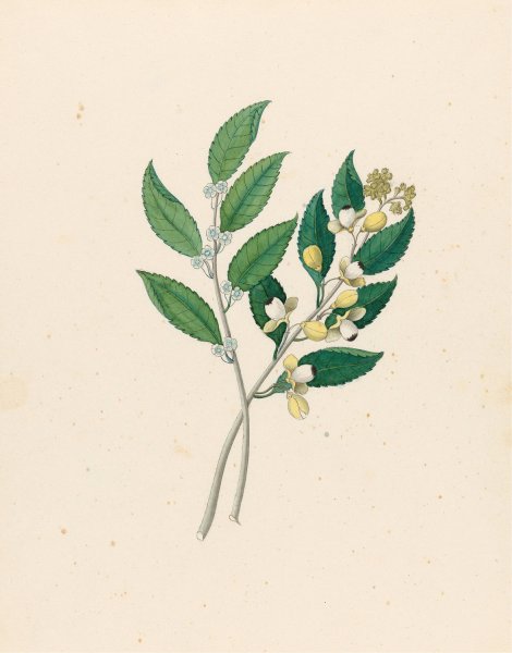 Main Product Photo of Rhamnus (Curtisia dentata)  Painting by Clemenz Heinrich Wehdemann