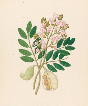 Schotia Nov. Sp. (Schotia latifolia) by Clemenz Heinrich Wehdemann Oil Painting