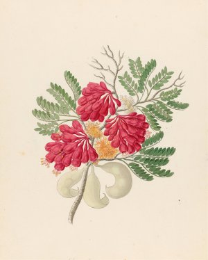 Schotia speciosa (Schotia afra) by Clemenz Heinrich Wehdemann Oil Painting