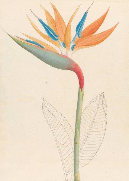 Main Product Photo of Strelitzia Reginae  Painting by Clemenz Heinrich Wehdemann
