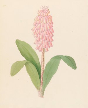 Veltheimia viridifolia (Veltheimia bracteata) by Clemenz Heinrich Wehdemann Oil Painting