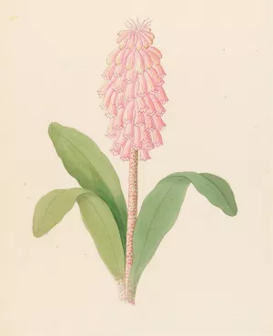 Veltheimia viridifolia (Veltheimia bracteata) by Clemenz Heinrich Wehdemann Oil Painting