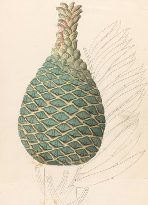 Zamia caffra (Encephalartos altensteinii female cone) by Clemenz Heinrich Wehdemann Oil Painting