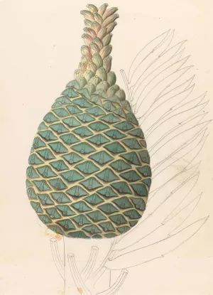 Zamia caffra (Encephalartos altensteinii female cone) by Clemenz Heinrich Wehdemann Oil Painting