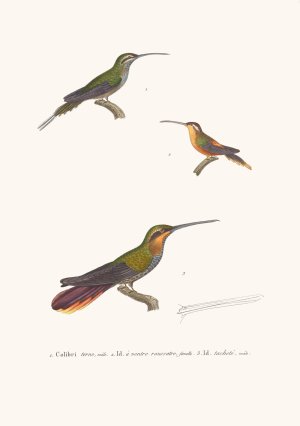 Colibri Terne by Coenraad Jacob Temminck Oil Painting