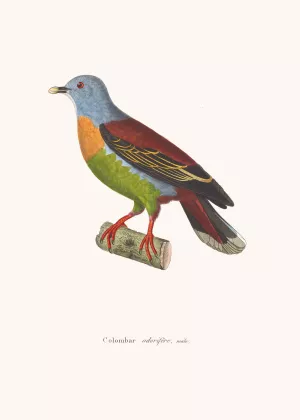 Colombar Odorifere by Coenraad Jacob Temminck Colombar Odorifere Oil painting by Coenraad Jacob Temminck