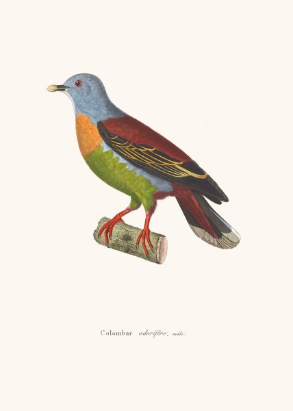 Colombar Odorifere by Coenraad Jacob Temminck - Hand-Painted Oil Painting Reproduction