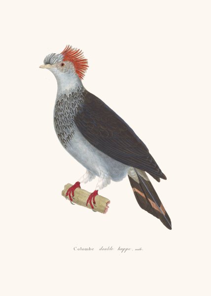 Main Product Photo of Colombe A Double Huppe Painting by Coenraad Jacob Temminck