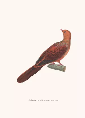 Colombe A Tete Rousse Oil painting by Coenraad Jacob Temminck
