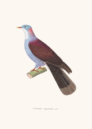 Colombe Capistrate by Coenraad Jacob Temminck Oil Painting