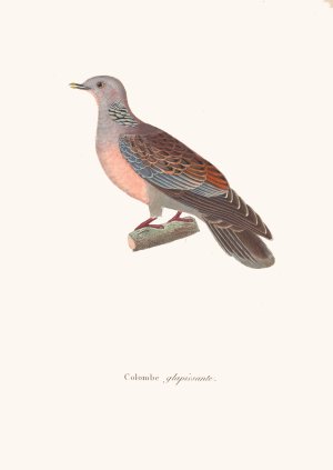 Colombe Glapissante by Coenraad Jacob Temminck Oil Painting