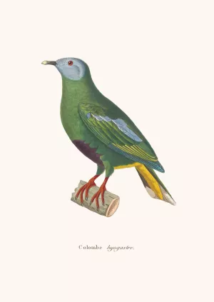 Colombe Hyogastre by Coenraad Jacob Temminck Oil Painting