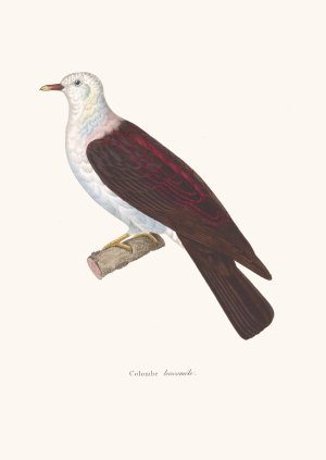 Colombe Leucomele by Coenraad Jacob Temminck Oil Painting