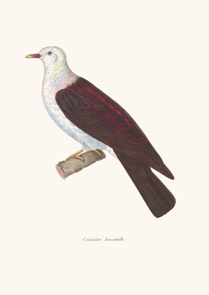 Main Product Photo of Colombe Leucomele  Painting by Coenraad Jacob Temminck