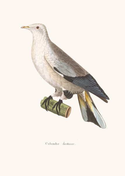 Main Product Photo of Colombe Luctuose Painting by Coenraad Jacob Temminck