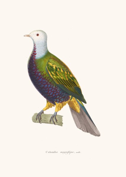 Main Product Photo of Colombe Magnifique Painting by Coenraad Jacob Temminck