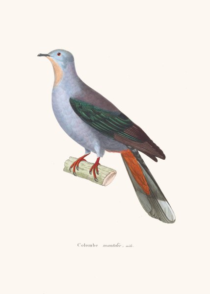 Main Product Photo of Colombe Mantelee Painting by Coenraad Jacob Temminck