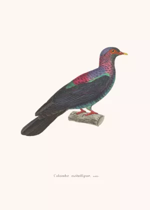 Colombe Metallique Oil painting by Coenraad Jacob Temminck