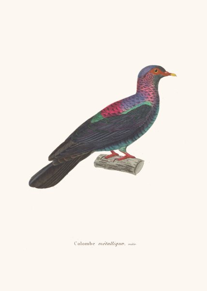 Main Product Photo of Colombe Metallique Painting by Coenraad Jacob Temminck