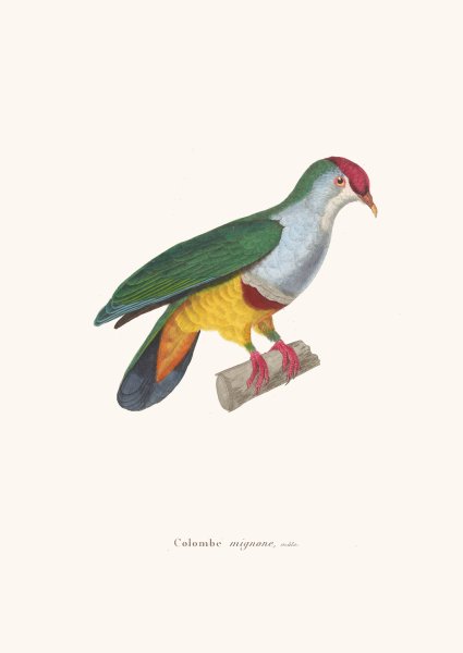 Colombe Mignonne  by Coenraad Jacob Temminck - Hand-Painted Oil Painting Reproduction
