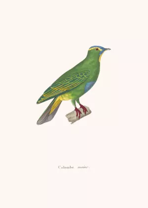 Colombe Moine Oil painting by Coenraad Jacob Temminck