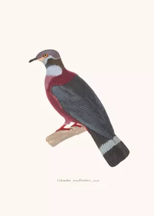 Colombe Mulleriene Oil painting by Coenraad Jacob Temminck