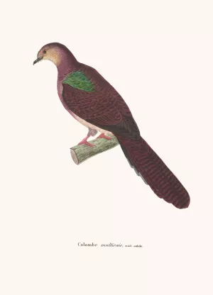 Colombe Multiraie by Coenraad Jacob Temminck Oil Painting
