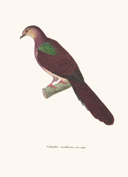 Colombe Multiraie  by Coenraad Jacob Temminck - Hand-Painted Oil Painting Reproduction