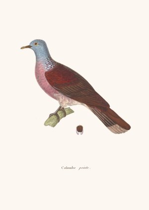 Colombe Peinte Oil painting by Coenraad Jacob Temminck