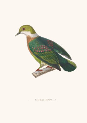 Colombe Perlee by Coenraad Jacob Temminck Oil Painting