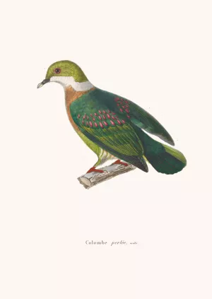 Colombe Perlee by Coenraad Jacob Temminck Oil Painting