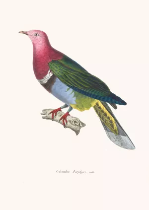 Colombe Porphyre by Coenraad Jacob Temminck Oil Painting