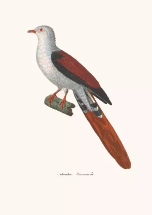 Colombe Reinwardt by Coenraad Jacob Temminck Oil Painting