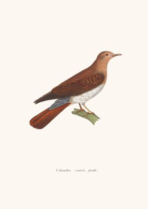 Colombe Souris by Coenraad Jacob Temminck Oil Painting