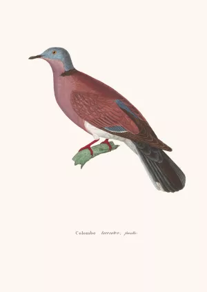 Colombe Terrestre Female by Coenraad Jacob Temminck Oil Painting