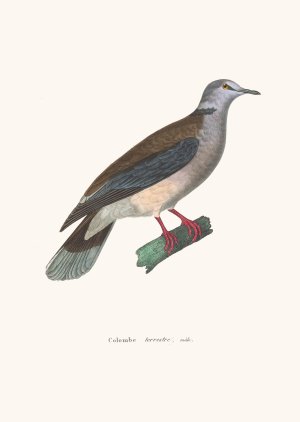 Colombe Terrestre Male by Coenraad Jacob Temminck Oil Painting