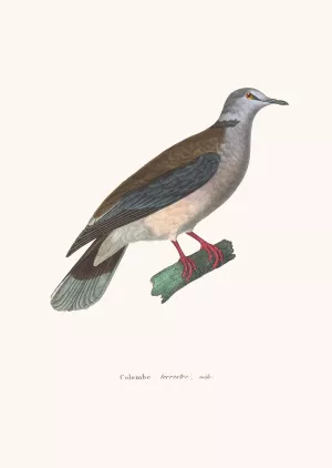 Colombe Terrestre Male by Coenraad Jacob Temminck Oil Painting